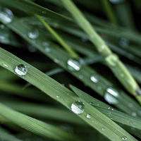 Buy canvas prints of Rain Drops by Laura Witherden