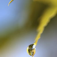 Buy canvas prints of Droplet by Laura Witherden