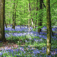 Buy canvas prints of Bluebell Canvas by Laura Witherden