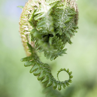 Buy canvas prints of Curled Fern by Laura Witherden