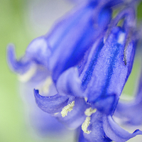 Buy canvas prints of Bluebell by Laura Witherden