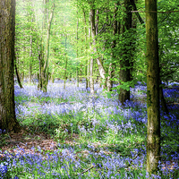 Buy canvas prints of Sunlight on the Bluebells by Laura Witherden