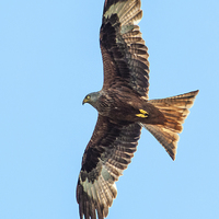 Buy canvas prints of Red Kite by Laura Witherden