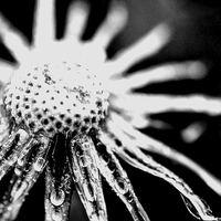 Buy canvas prints of Black and White Dandilion by Laura Witherden