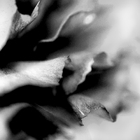Buy canvas prints of Carnation black and white by Laura Witherden