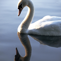 Buy canvas prints of Duckling to Swan by Laura Witherden