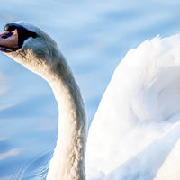 Buy canvas prints of Swan on Glass by Laura Witherden