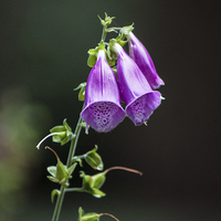 Buy canvas prints of Foxglove by Laura Witherden