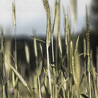 Buy canvas prints of  Wheat field canvas by Laura Witherden