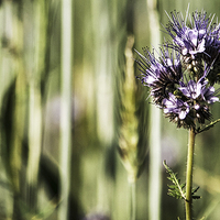 Buy canvas prints of  Wheat Flower by Laura Witherden