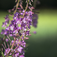 Buy canvas prints of  Rosebay Willowherb by Laura Witherden