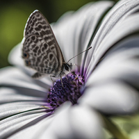 Buy canvas prints of Butterfly by Laura Witherden