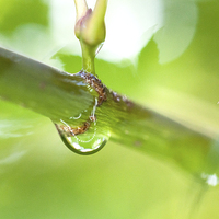 Buy canvas prints of Raindrop on Acer by Laura Witherden