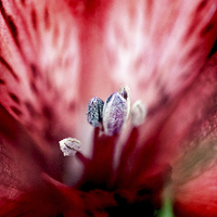 Buy canvas prints of  Red Tigerlily  by Laura Witherden