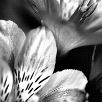 Buy canvas prints of Tigerlily Monochrome by Laura Witherden