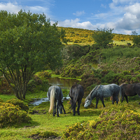 Buy canvas prints of The Pony Sanctuary by Abdul Kadir Audah