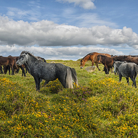 Buy canvas prints of Dartmoor Ponies by Abdul Kadir Audah