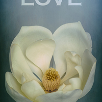 Buy canvas prints of LOVE Magnolia by Abdul Kadir Audah