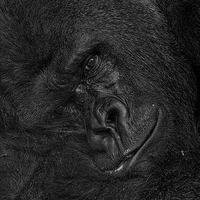 Buy canvas prints of The Smiling Gorilla by Abdul Kadir Audah