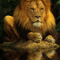 Buy canvas prints of The Lion King by Abdul Kadir Audah