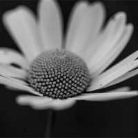 Buy canvas prints of Daisy by Malcolm Smith