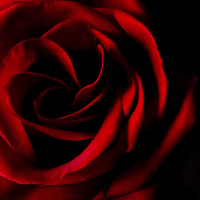 Buy canvas prints of Red Rose on Black by Malcolm Smith