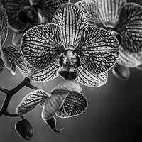 Buy canvas prints of Orchid by Malcolm Smith