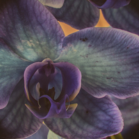 Buy canvas prints of Orchid by Malcolm Smith