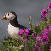 Buy canvas prints of Puffin by Malcolm Smith