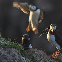 Buy canvas prints of Puffins Nesting by Malcolm Smith