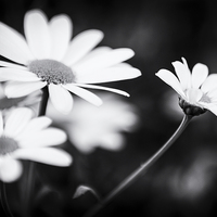 Buy canvas prints of Black and white Daisies by Malcolm Smith