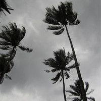 Buy canvas prints of Palm Trees in a Storm by George Oxley