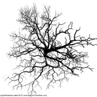 Buy canvas prints of Tree of life by stewart oakes