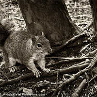 Buy canvas prints of squirrels collection 1 by stewart oakes