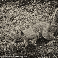Buy canvas prints of squirrels collection 2 by stewart oakes