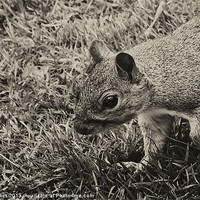 Buy canvas prints of squirrels collection 3 by stewart oakes