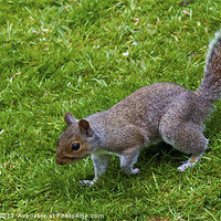 Buy canvas prints of squirrels collection 4 by stewart oakes