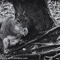 Buy canvas prints of squirrels collection 5 by stewart oakes