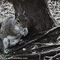 Buy canvas prints of squirrels collection 6 by stewart oakes