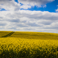 Buy canvas prints of Rise of the Rapeseed by stewart oakes