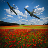 Buy canvas prints of Spitfires Tribute Poppy Flypast Oil Painting by stewart oakes