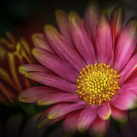 Buy canvas prints of The Night Flower by stewart oakes