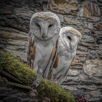 Buy canvas prints of Owls in Conwy by stewart oakes