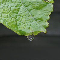 Buy canvas prints of leaf with transparent drop dripping by Ilona Manerske