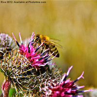Buy canvas prints of Bee on Cacti by Richard Rice