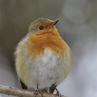 Buy canvas prints of Friendly Robin by Shaun Dickinson