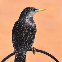 Buy canvas prints of STARLING by Shaun Dickinson