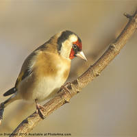 Buy canvas prints of GOLDFINCH by Shaun Dickinson