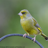 Buy canvas prints of GREENFINCH by Shaun Dickinson