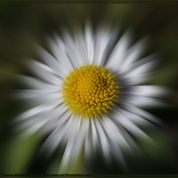 Buy canvas prints of DAISY EXPLOSION by Shaun Dickinson